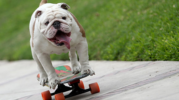 Otto, el bulldog skater