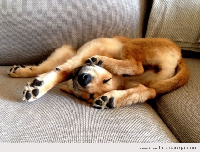 Perros durmiendo en posturas divertidas 