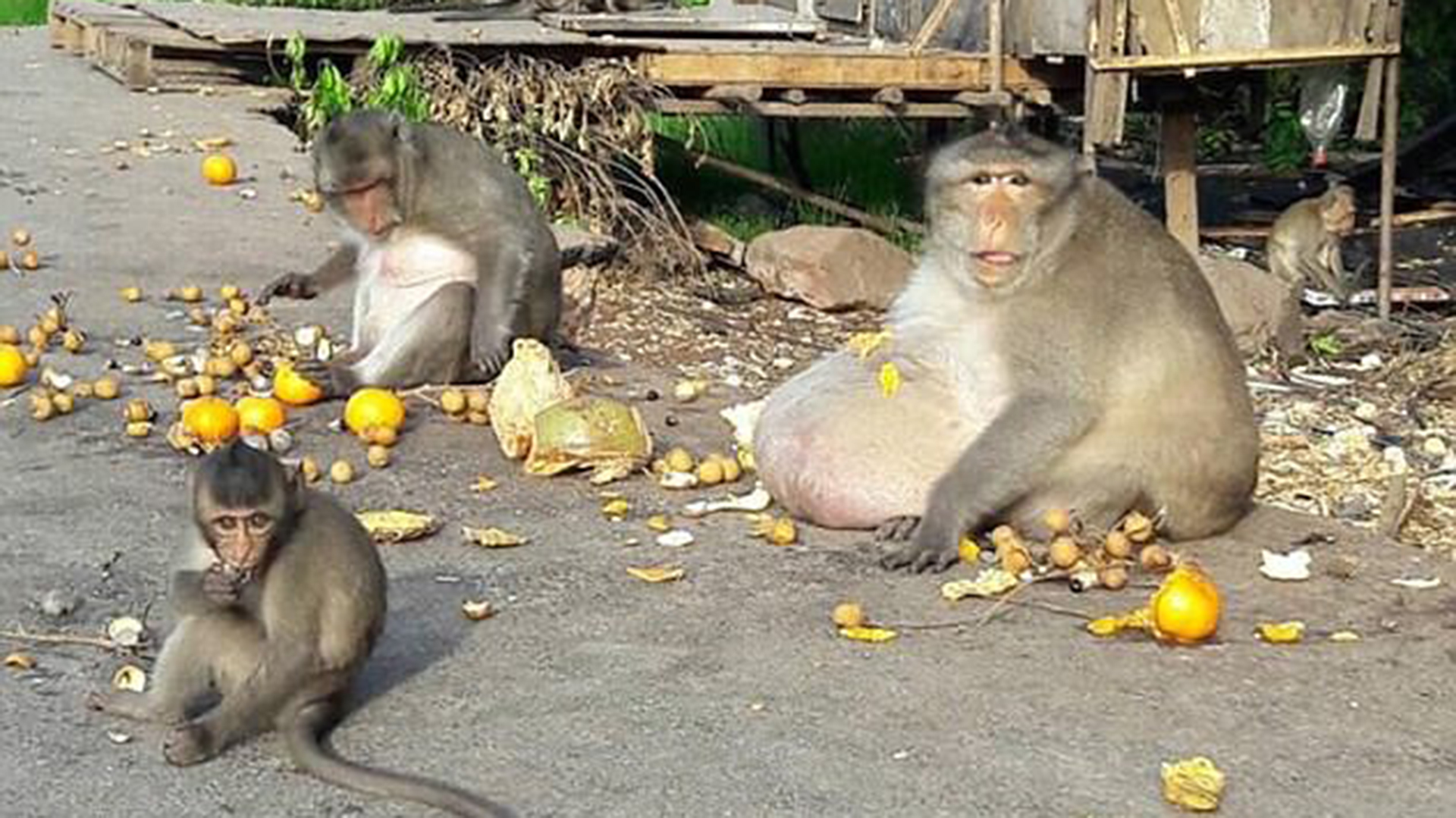 Tío Gordo, mono adicto a la comida basura