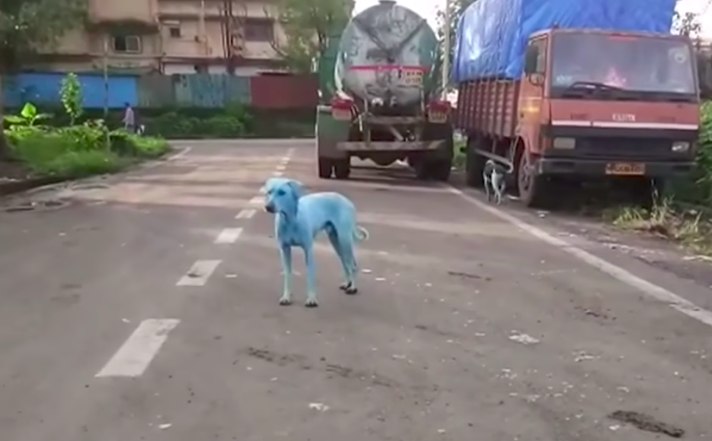 Perros azules en India por culpa de la contaminación de un río 