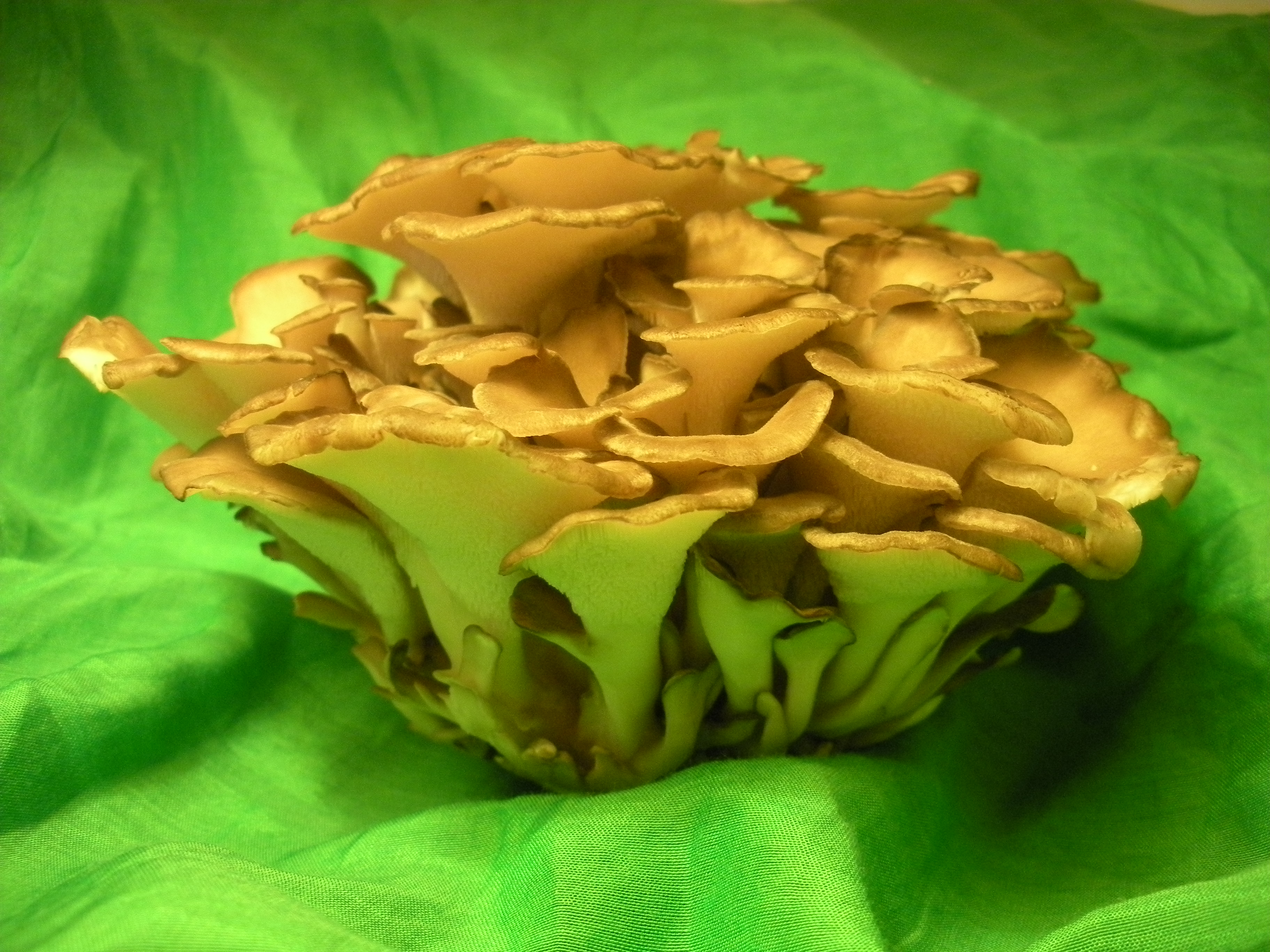 Los sorprendentes beneficios del maitake