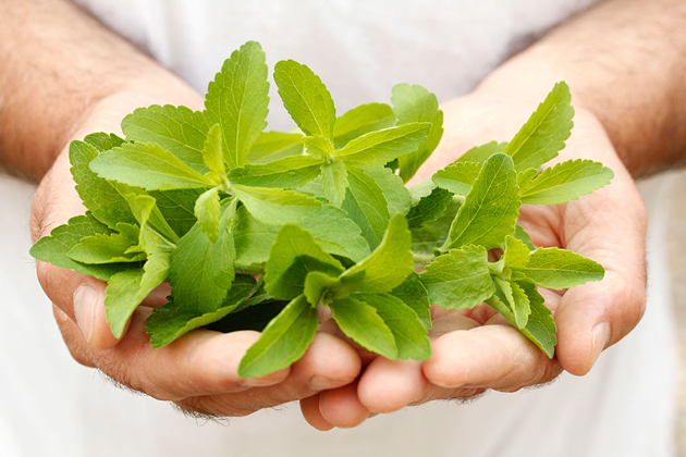 ¿Cuáles son las contraindicaciones de la stevia?