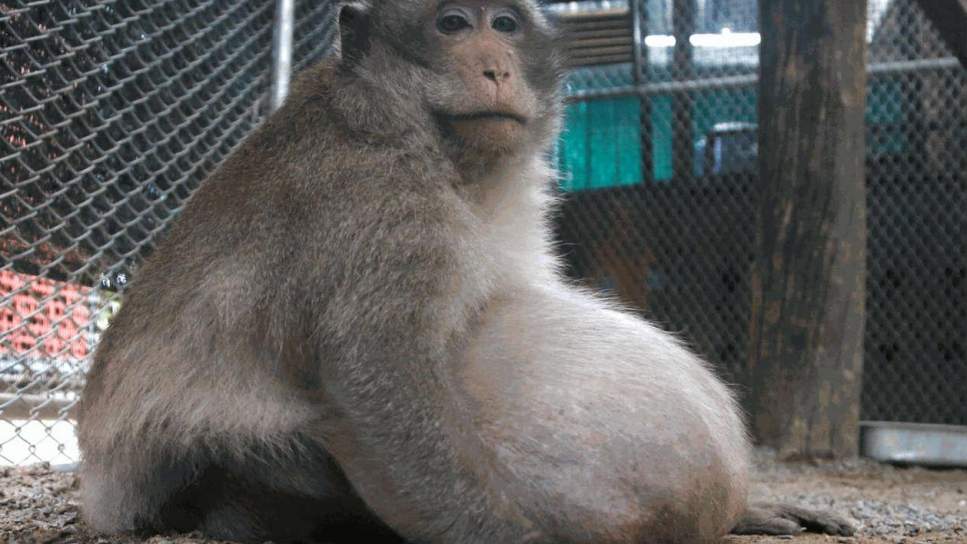 Rescatan a un mono adicto a la comida basura para ponerlo a dieta