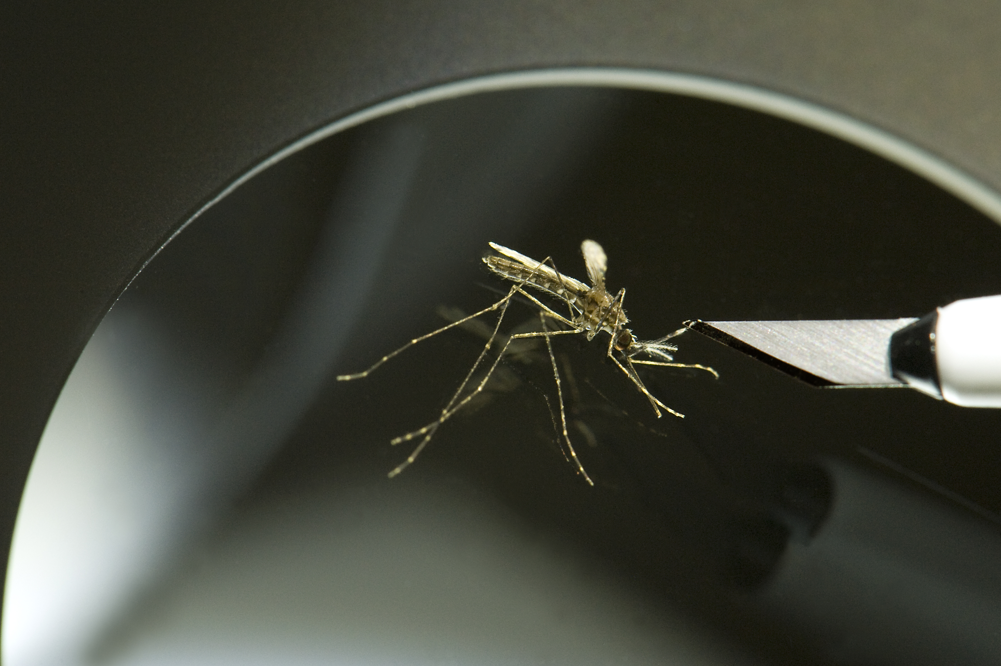Los niños pueden ser superdistribuidores sigilosos del paludismo a los mosquitos