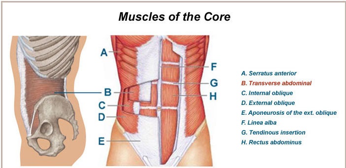 body core