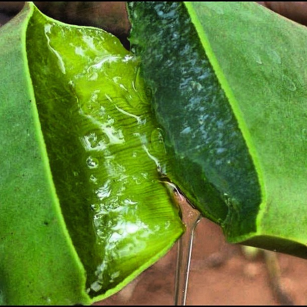 Aloe vera