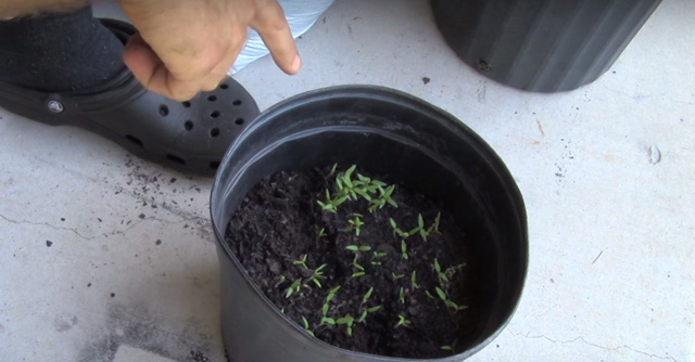 cultivar tomates en casa