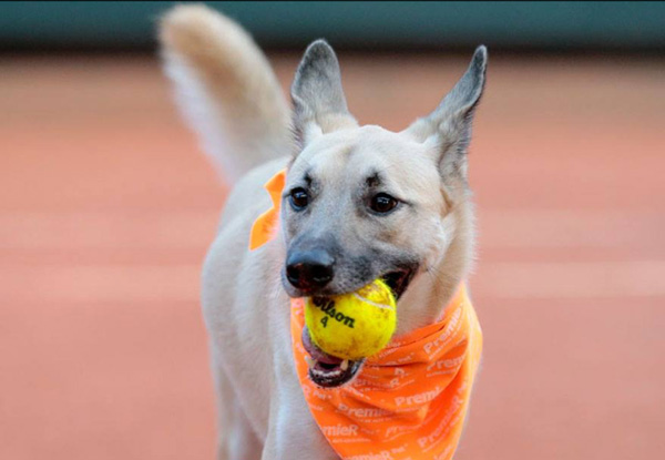 Perros recogepelotas para fomentar la adopción