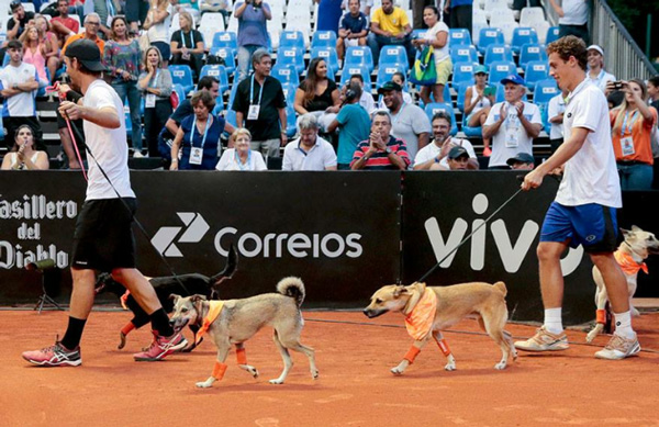 Perros recogepelotas para fomentar la adopción