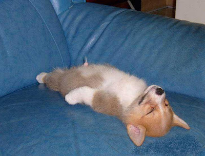 Perros durmiendo en posturas divertidas 