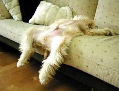 Perros durmiendo en posturas divertidas 