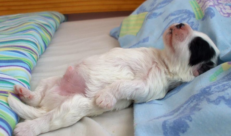 Perros durmiendo en posturas divertidas 