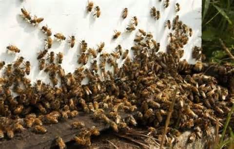 Abejas africanas asesinas