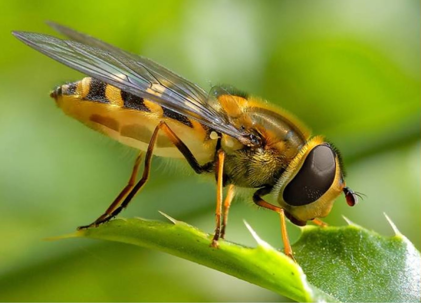 Abejas africanas asesinas