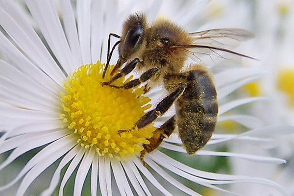 Abejas africanas asesinas