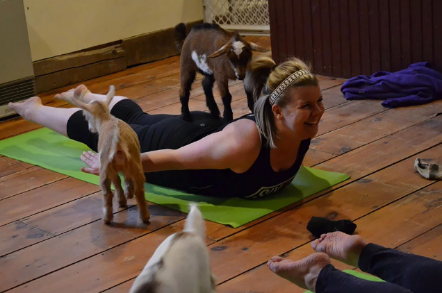Yoga con cabras