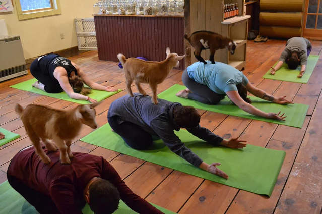 Yoga con cabras