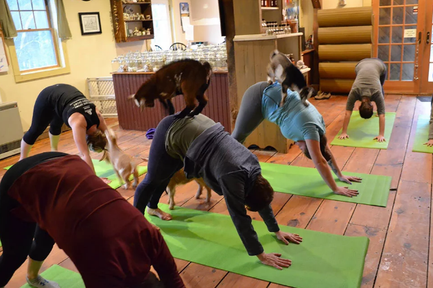 Yoga con cabras