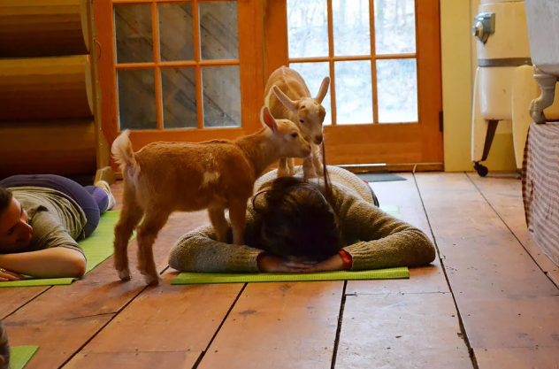 Yoga con cabras