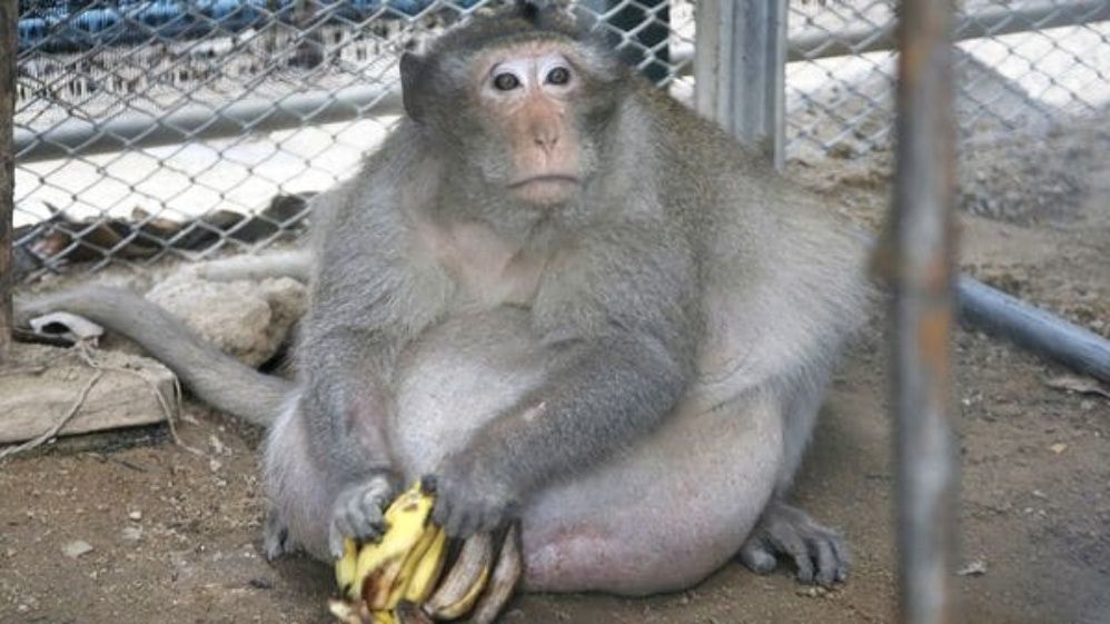 Tío Gordo, mono adicto a la comida basura