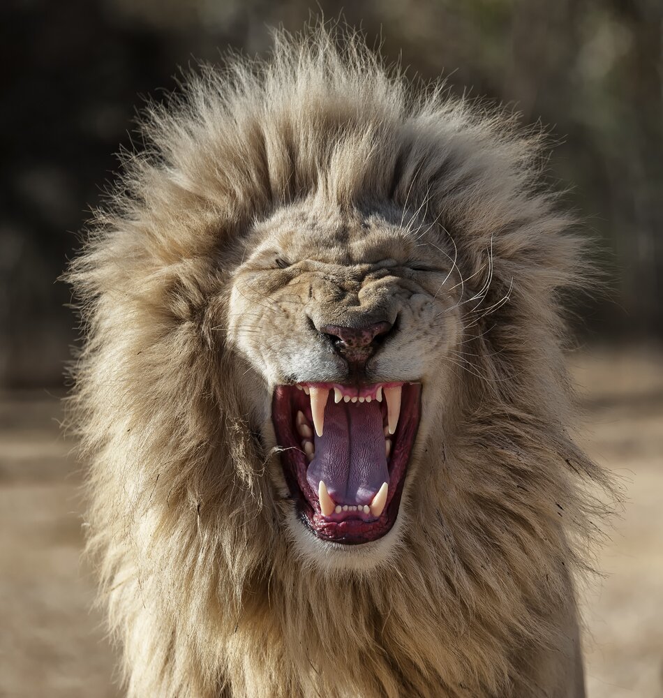 Animales que también bostezan 