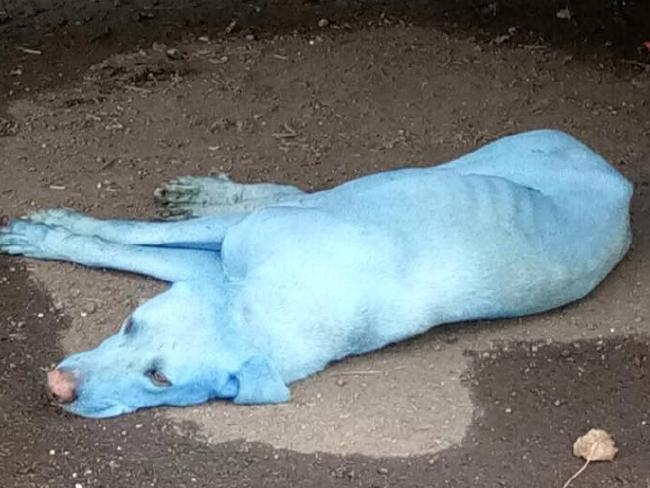 Perros azules en India por culpa de la contaminación de un río 