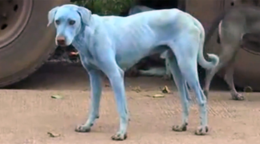 Perros azules en India por culpa de la contaminación de un río 