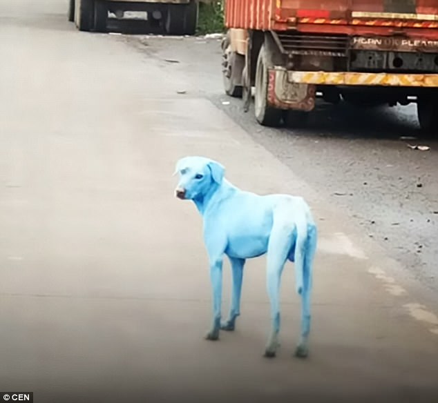 Perros azules en India por culpa de la contaminación de un río 