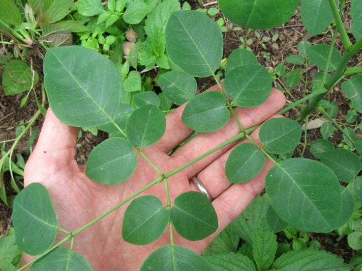 Planta de la moringa