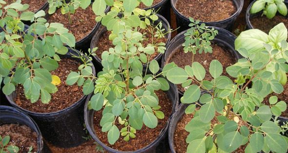 Planta de la moringa