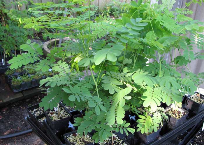 Planta de la moringa