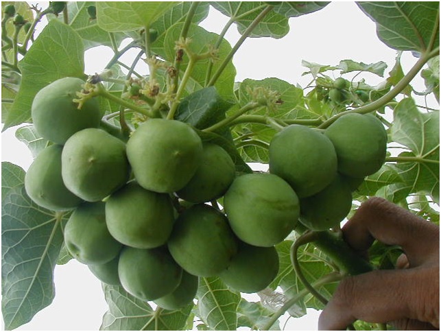 Planta de la moringa