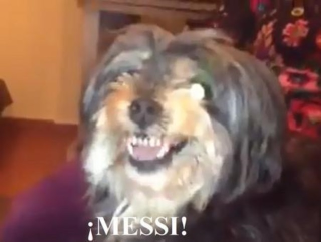 El vídeo del perro madridista