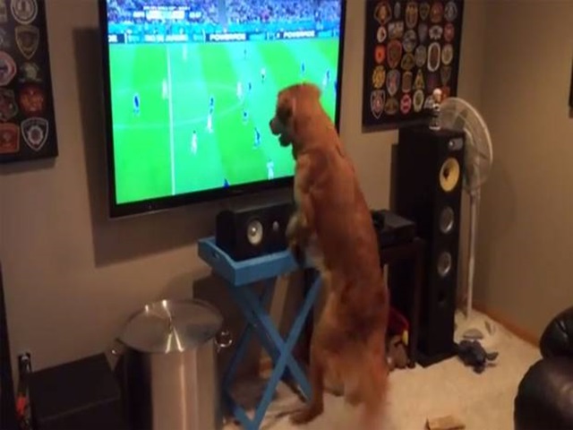 El vídeo del perro más fan del Mundial