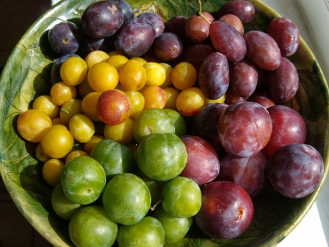 Comer ciruelas fortalece los huesos Comer ciruelas fortalece los huesos