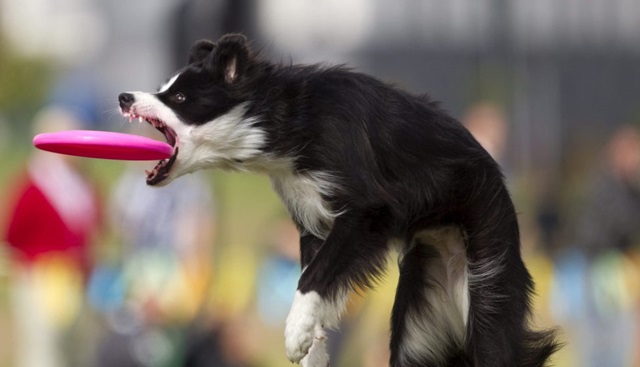 Disc-dog, el deporte del verano