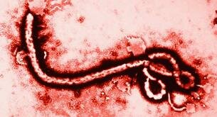 ¿Cómo se transmite el ébola?