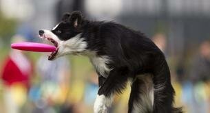 Disc-dog, el deporte del verano