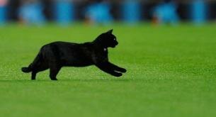 Gatos en campos de fútbol
