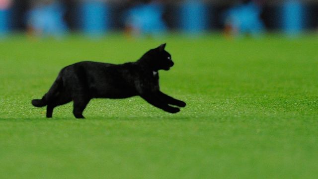 Gatos en campos de fútbol