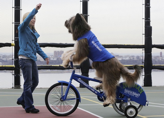 El vídeo del perro que monta en bicicleta