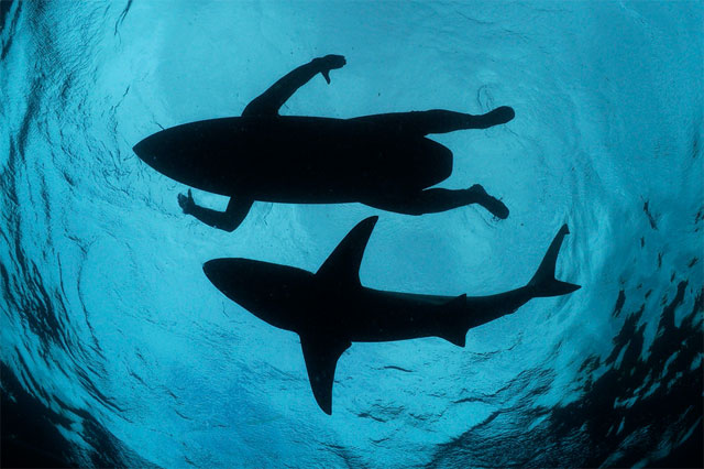 El vídeo de dos tiburones blancos atacando a un surfero