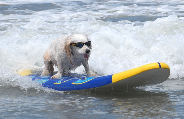 ¡Concurso de perros surfistas!