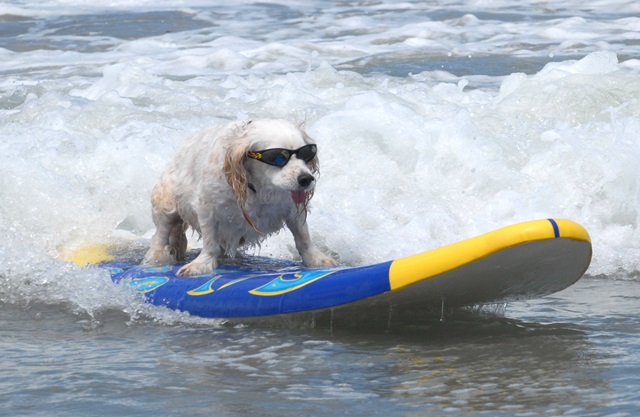 ¡Concurso de perros surfistas! ¡Concurso de perros surfistas!