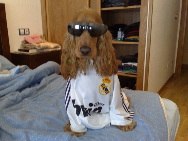 Éste perro es muy del Madrid... ¡y odia al Barcelona!