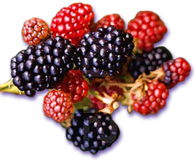 Los beneficios que las moras tienen para ti Los beneficios que las moras tienen para ti