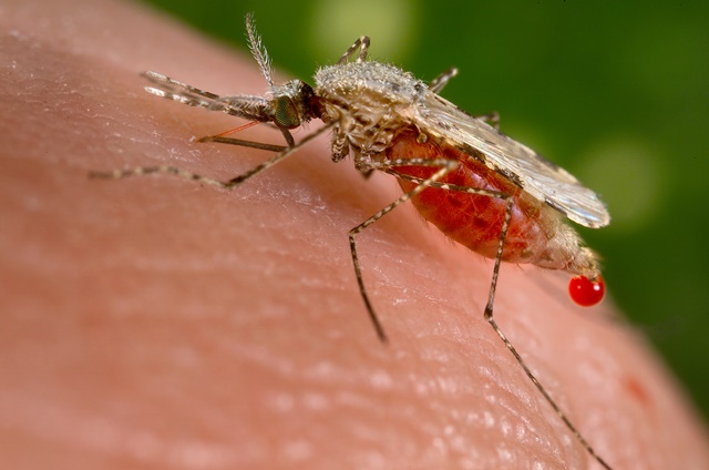 La mitad de la población mundial, en riesgo de contraer malaria