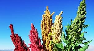 Los increíbles beneficios de la quinoa para hacer deporte