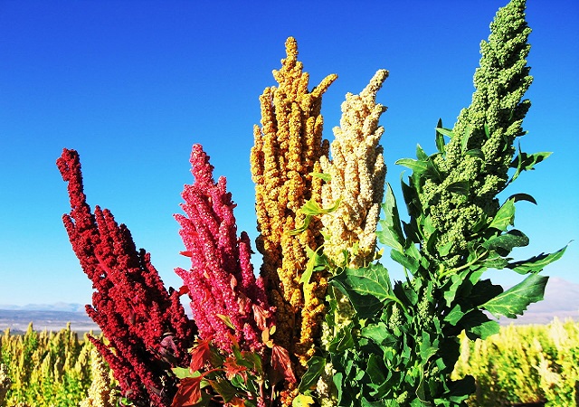 Los increíbles beneficios de la quinoa para hacer deporte Los increíbles beneficios de la quinoa para hacer deporte