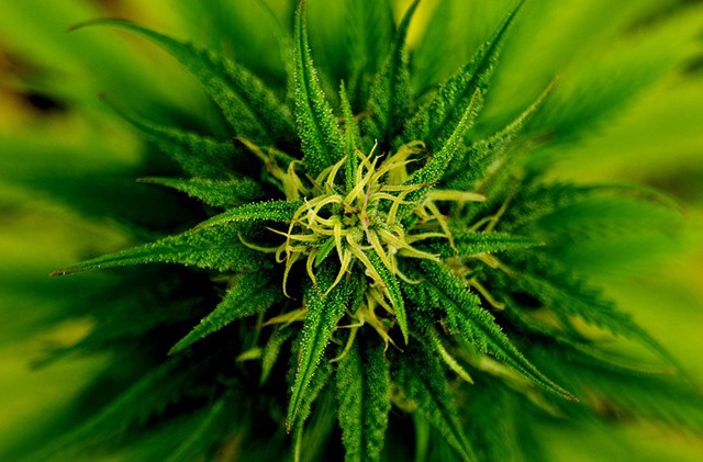 ¿Sabes cómo la marihuana puede curar fracturas de huesos? ¿Sabes cómo la marihuana puede curar fracturas de huesos?